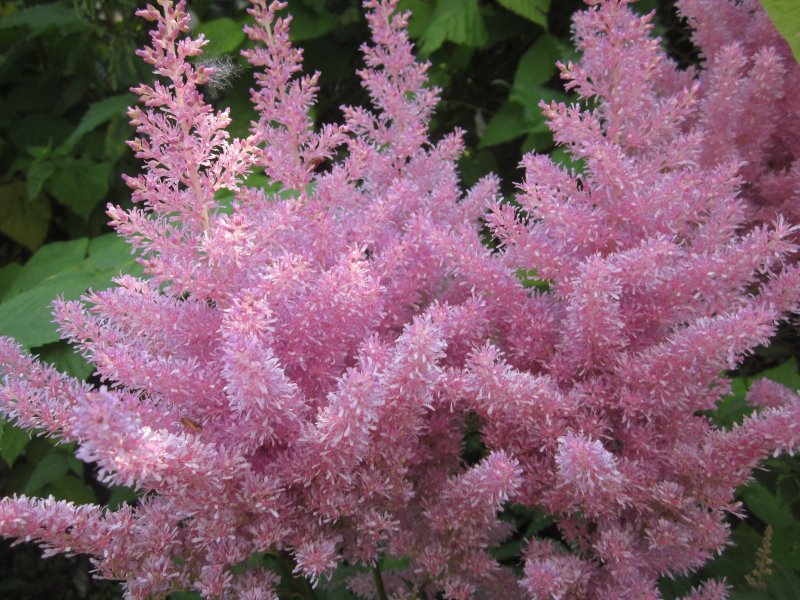 Астильба купить саженцы из питомнике {2}