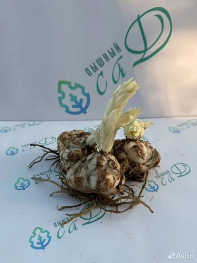 Лилия "РЕЙЗИНГ МУН" 3 штуки (размер 18/20)